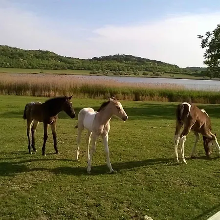 In - Balaton 53718 *
